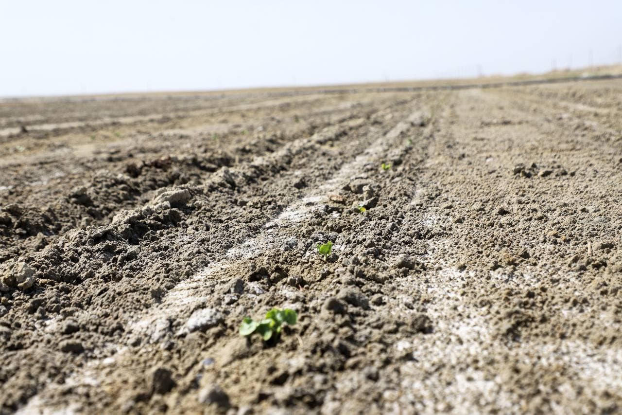 Buxoro tumani: “Qumsulton” cho‘l massivida zamonaviy agrotexnologiya asosida paxta yetishtirilаdi