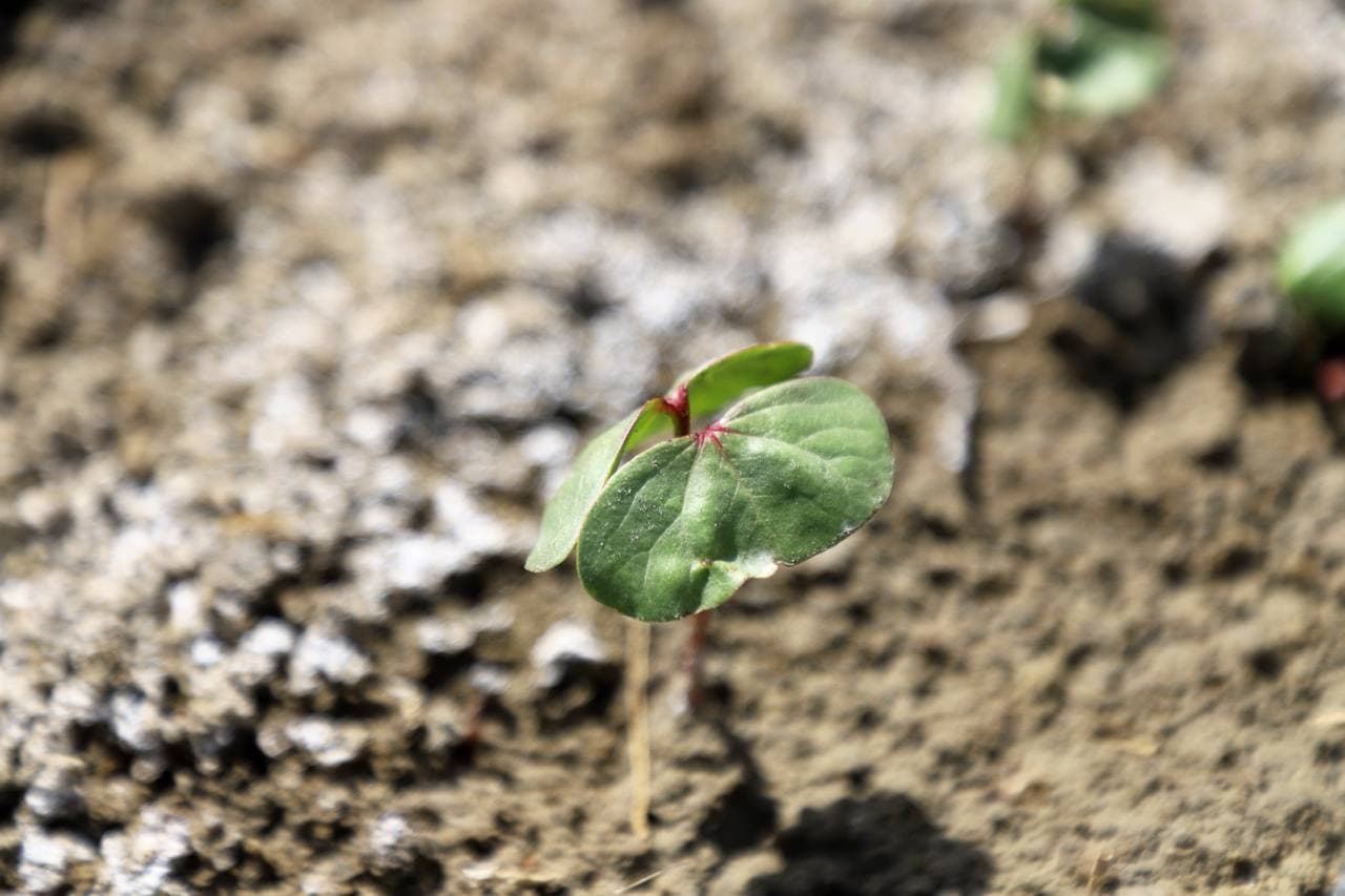 Buxoro tumani: “Qumsulton” cho‘l massivida zamonaviy agrotexnologiya asosida paxta yetishtirilаdi