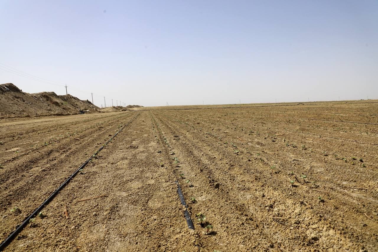 Buxoro tumani: “Qumsulton” cho‘l massivida zamonaviy agrotexnologiya asosida paxta yetishtirilаdi