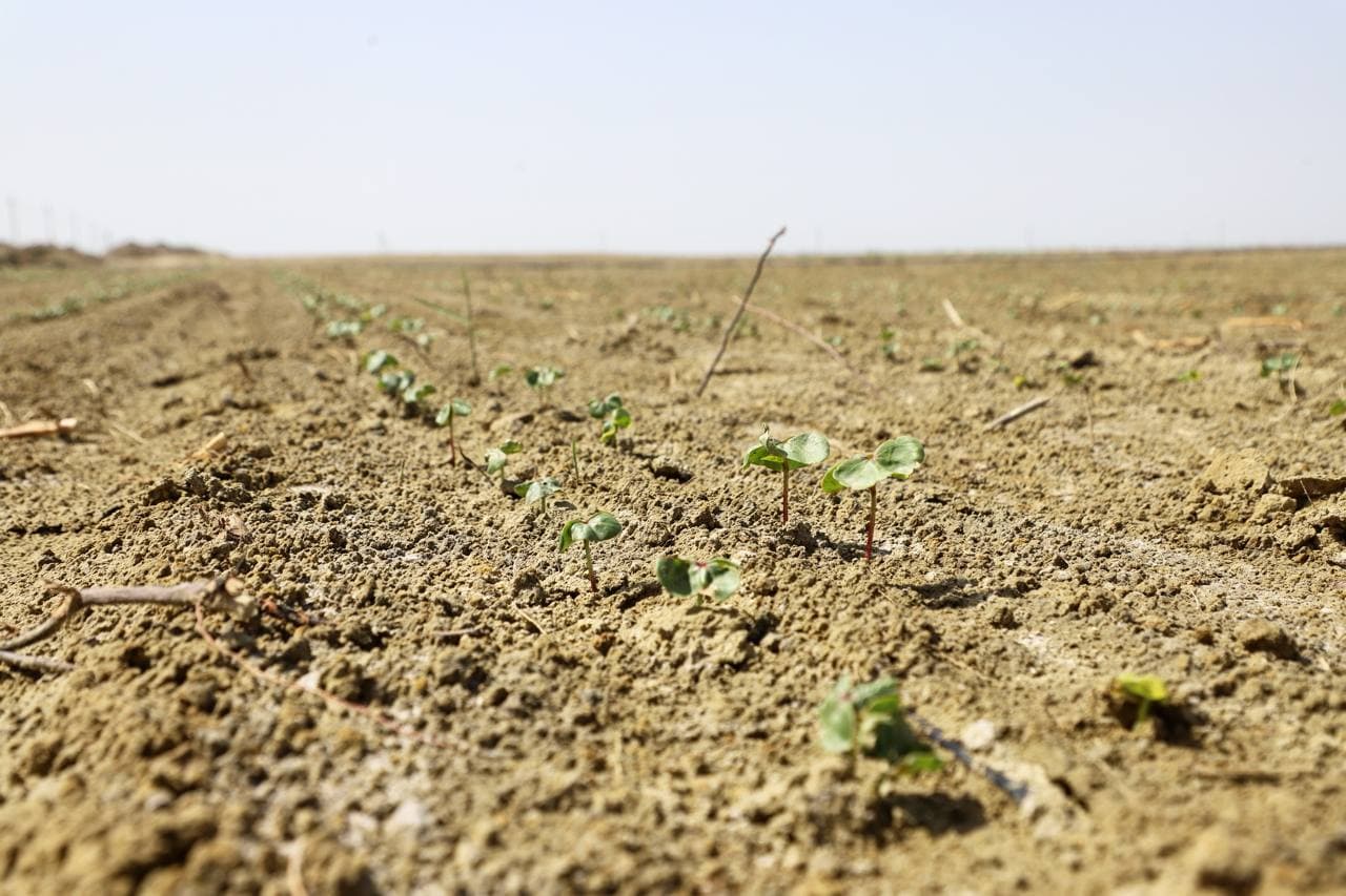 Buxoro tumani: “Qumsulton” cho‘l massivida zamonaviy agrotexnologiya asosida paxta yetishtirilаdi