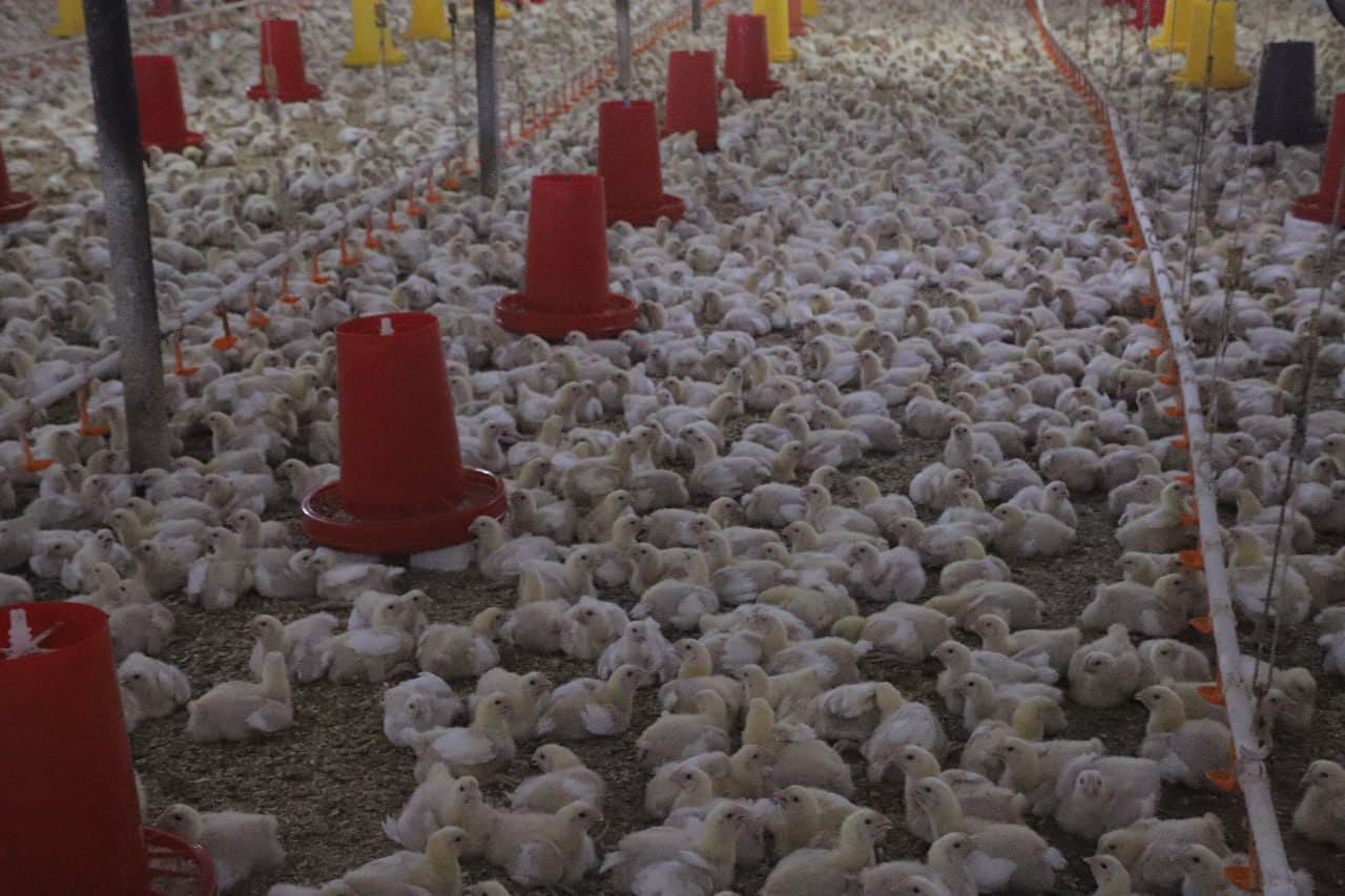 Vobkent: “Mirvoshi golden chicken” MChJ da parvarishlanayotgan broyler jo‘ja soni 4 ming boshga yetkazildi