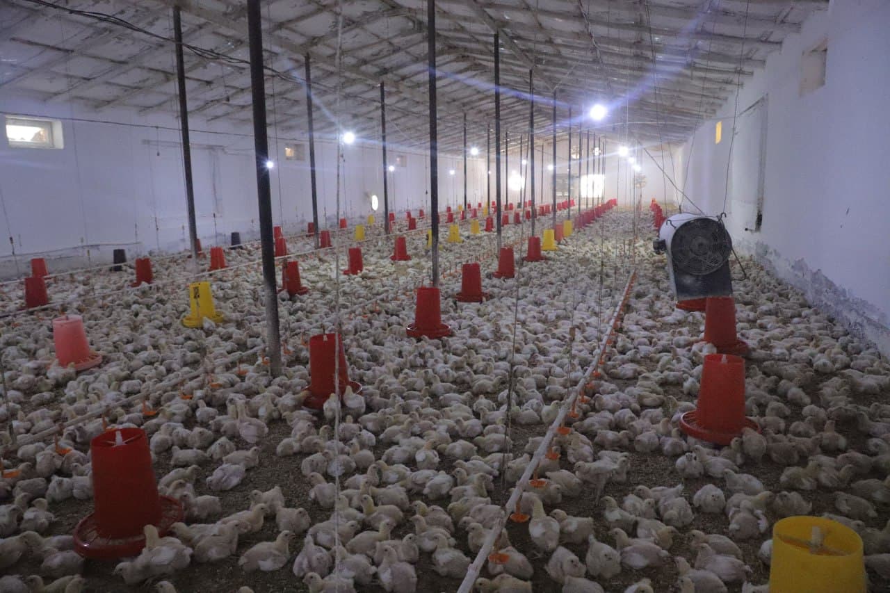 Vobkent: “Mirvoshi golden chicken” MChJ da parvarishlanayotgan broyler jo‘ja soni 4 ming boshga yetkazildi