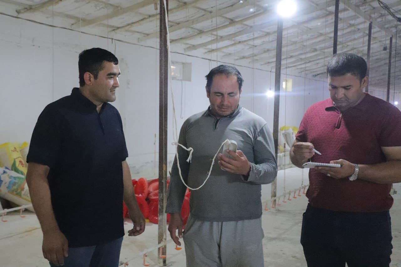 Vobkent: “Mirvoshi golden chicken” MChJ da parvarishlanayotgan broyler jo‘ja soni 4 ming boshga yetkazildi