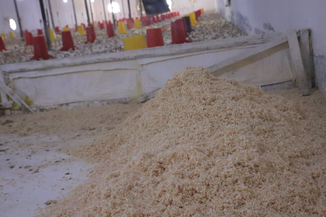 Vobkent: “Mirvoshi golden chicken” MChJ da parvarishlanayotgan broyler jo‘ja soni 4 ming boshga yetkazildi