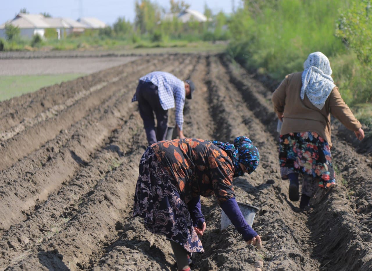 “Ochil Bozor” fermer xoʻjaligida yarim gektar maydonga kartoshkaning serhosil navi ekildi
