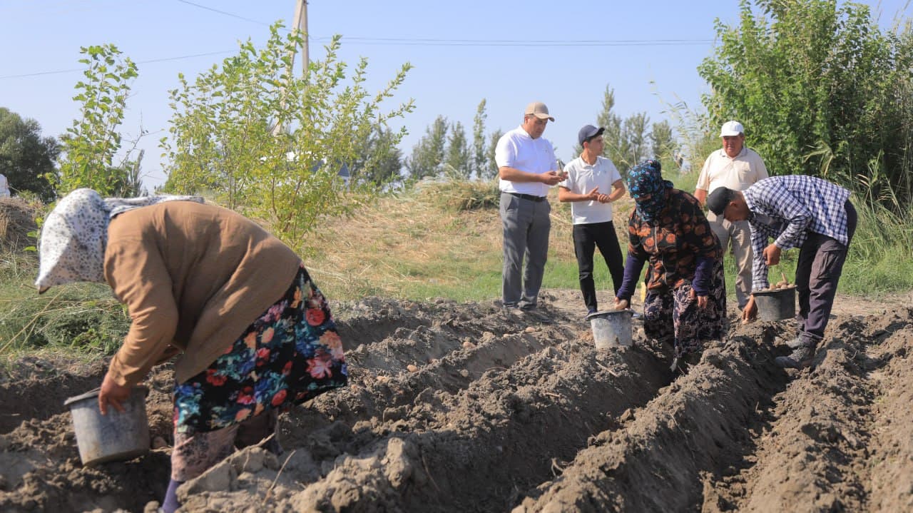 “Ochil Bozor” fermer xoʻjaligida yarim gektar maydonga kartoshkaning serhosil navi ekildi
