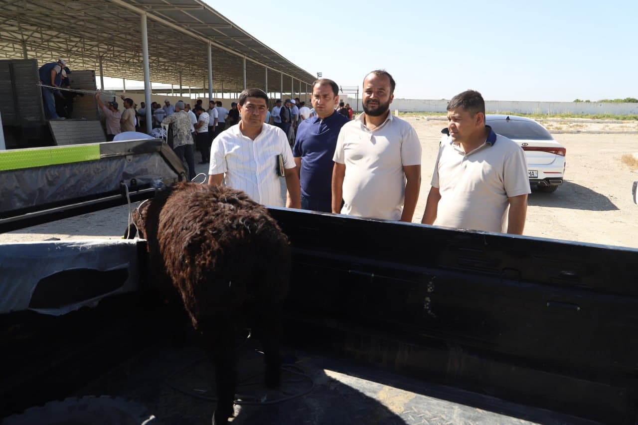 Shofirkon: ehtiyojmand oilalar oʻz tanloviga koʻra chorva mollariga ega boʻlmoqda