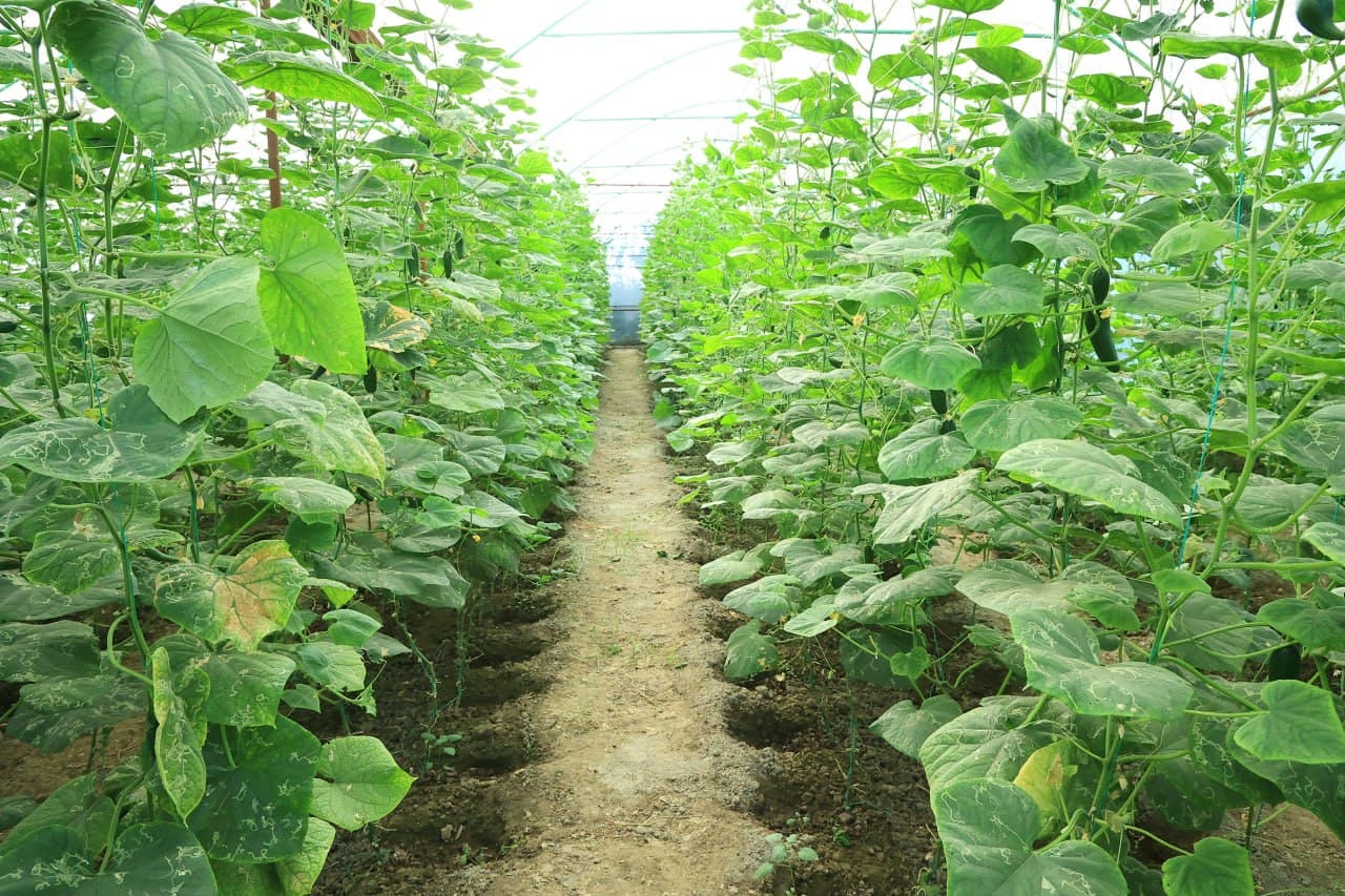 Gʻijduvon: 5 sotix yerda barpo etilgan issiqxona bir oilaning barqaror daromad manbaiga aylanmoqda