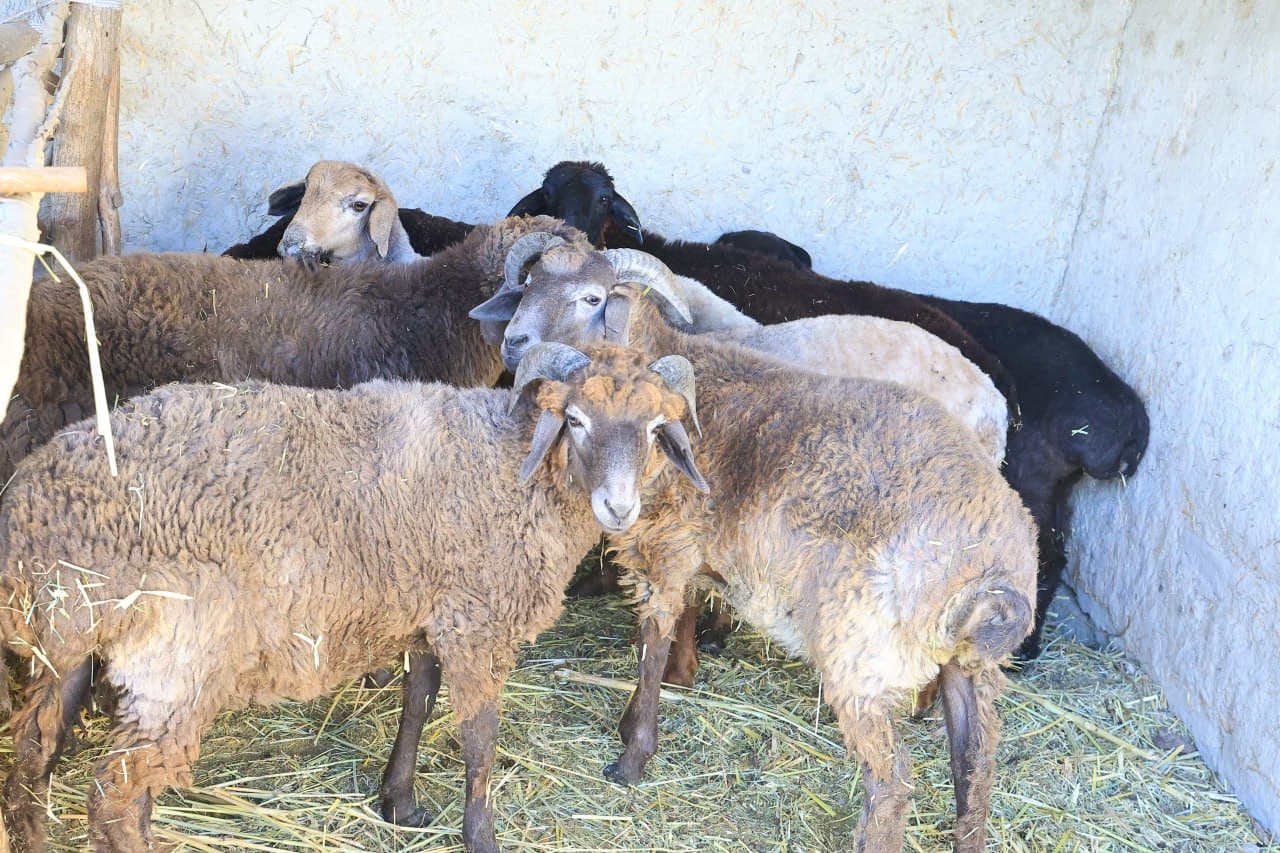 Gʻijduvon: 5 sotix yerda barpo etilgan issiqxona bir oilaning barqaror daromad manbaiga aylanmoqda