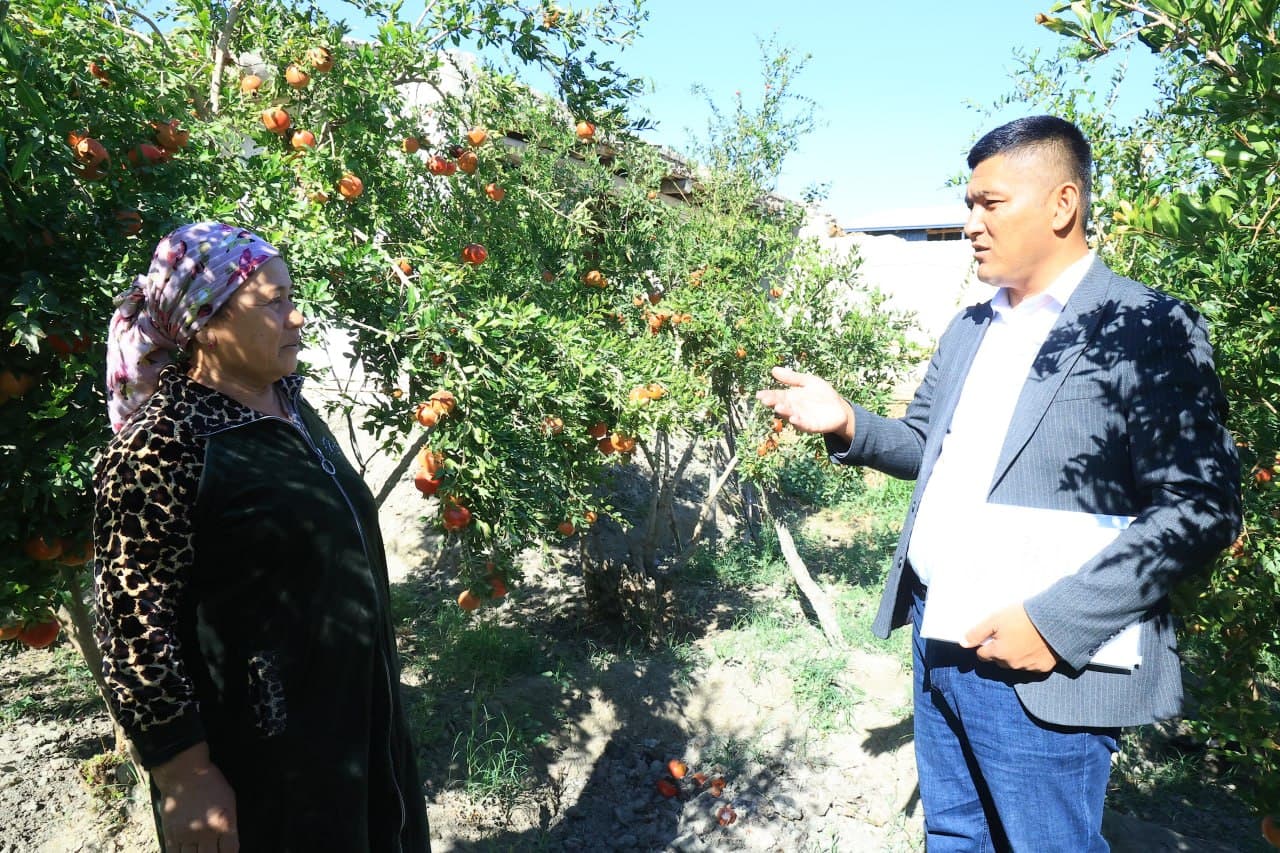 Gʻijduvon: 5 sotix yerda barpo etilgan issiqxona bir oilaning barqaror daromad manbaiga aylanmoqda
