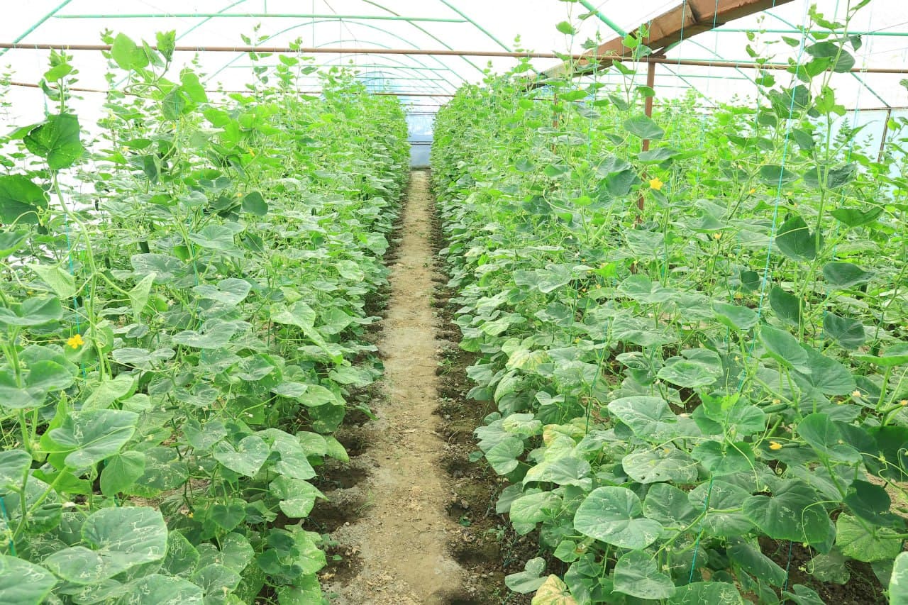 Gʻijduvon: 5 sotix yerda barpo etilgan issiqxona bir oilaning barqaror daromad manbaiga aylanmoqda