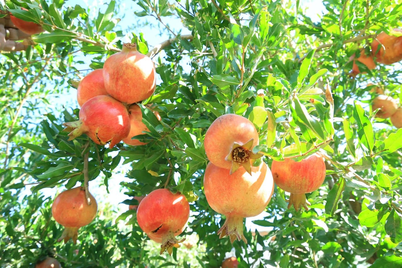 Gʻijduvon: 5 sotix yerda barpo etilgan issiqxona bir oilaning barqaror daromad manbaiga aylanmoqda