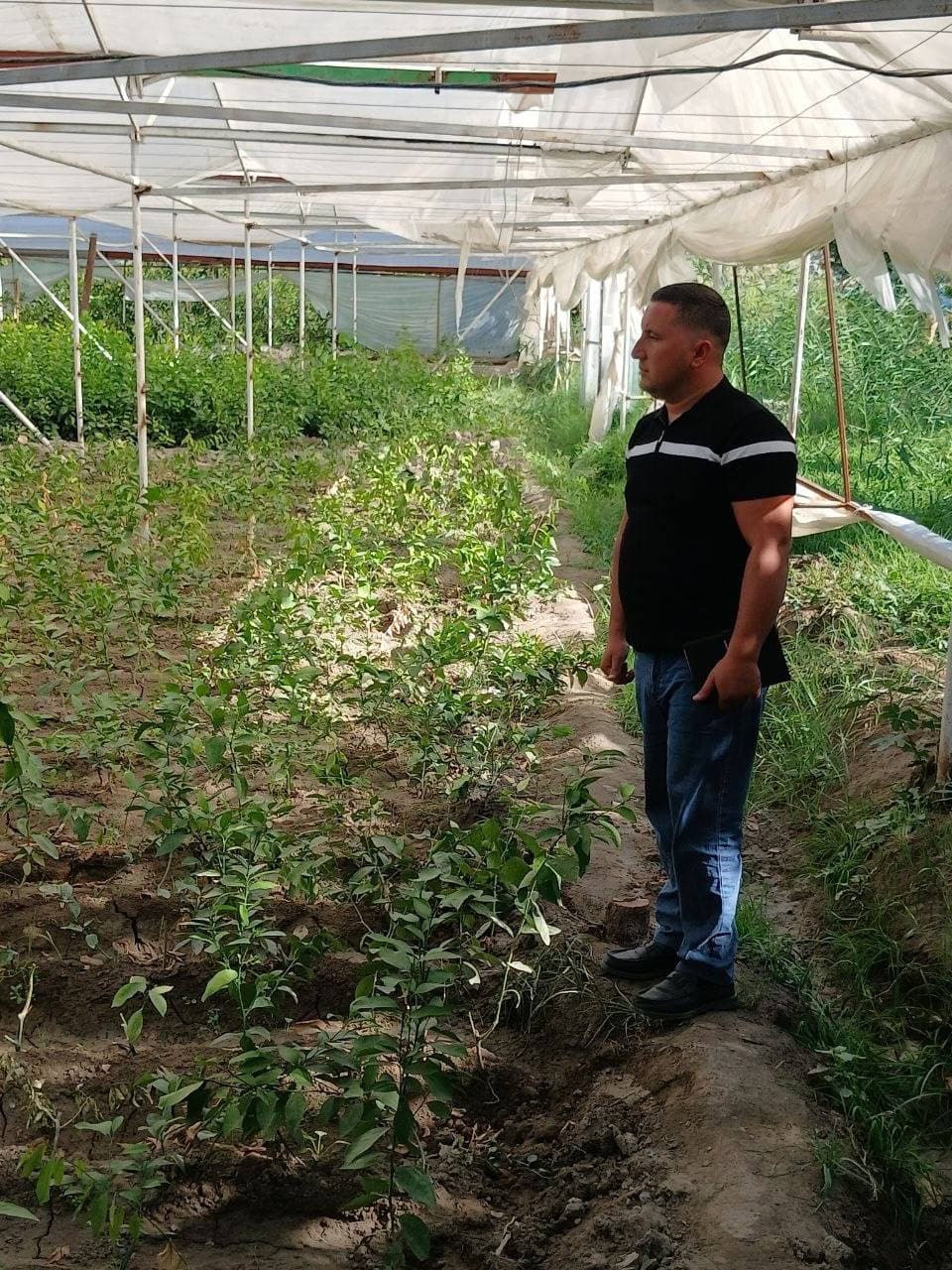 Peshku: tabiiy issiqxona sharoitida kechki sabzavot ko‘chatlari yetishtirilmoqda