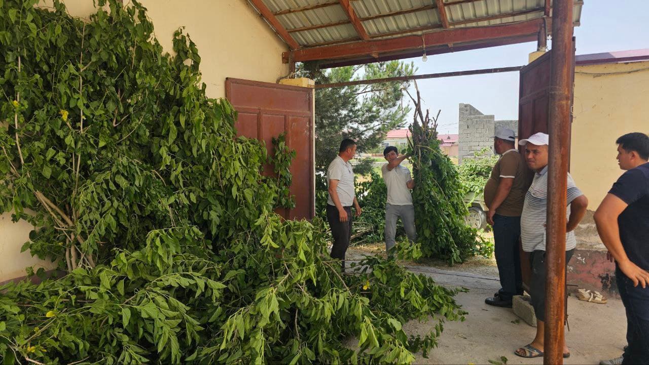 Sharof Rashidov tumanida yoshlar ipakchilik rivojiga hissa qo‘shmoqdalar