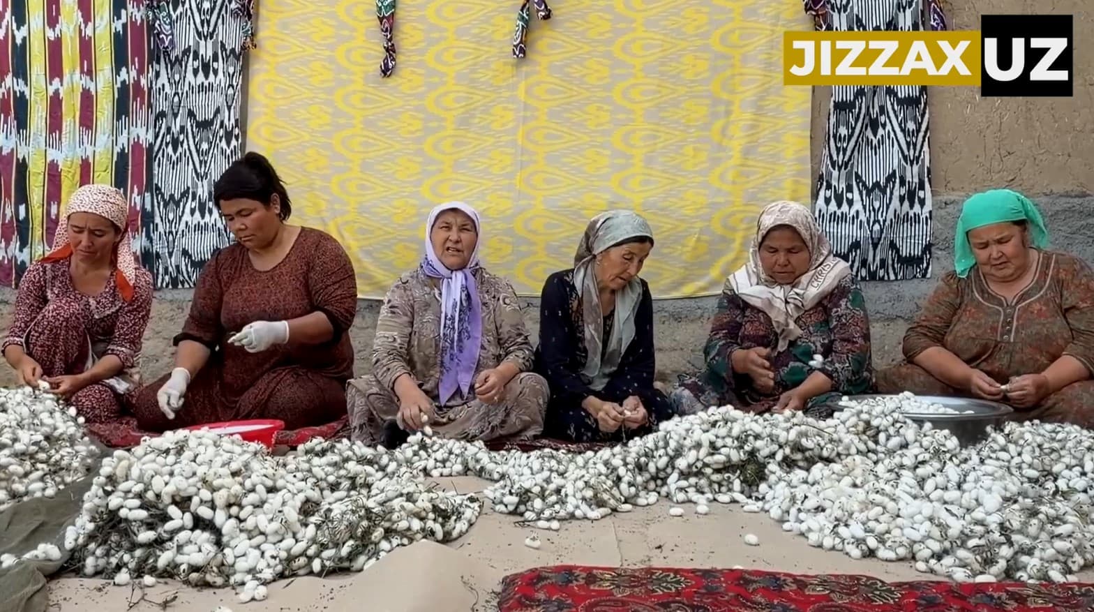 Videoreportaj: Sharof Rashidov tumanida pilla terimi boshlandi