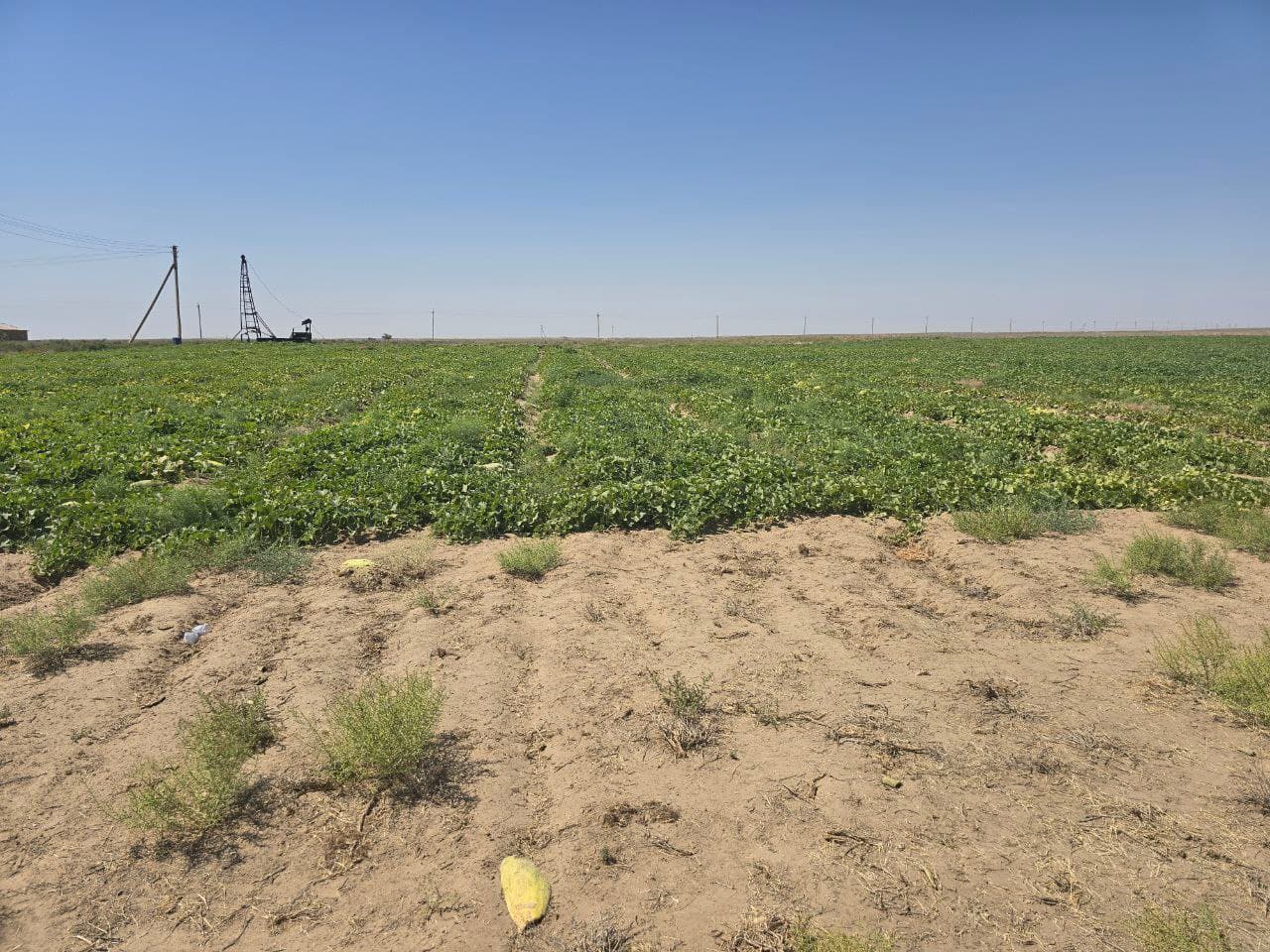 QIZILQUM BAG'RIDAGI BOBODEHQON