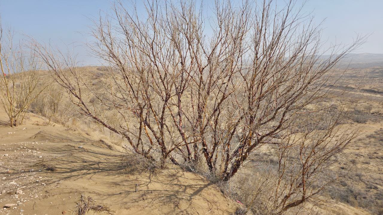 Нормат Турсунов бошчилигидаги делегация Хитой Халқ Республикасининг Нинся-Хуэй вилоятида