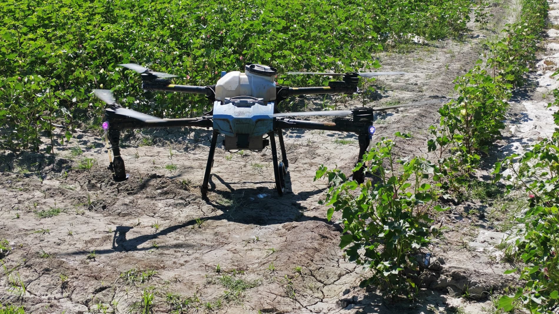 Dronlar paxta parvarishida: Xatirchida zamonaviy agrotexnologiyalar sinovdan o‘tmoqda