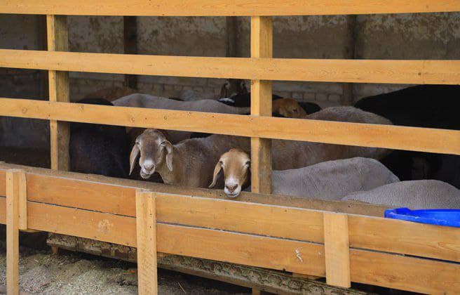 Kambag‘allikdan farovonlik sari