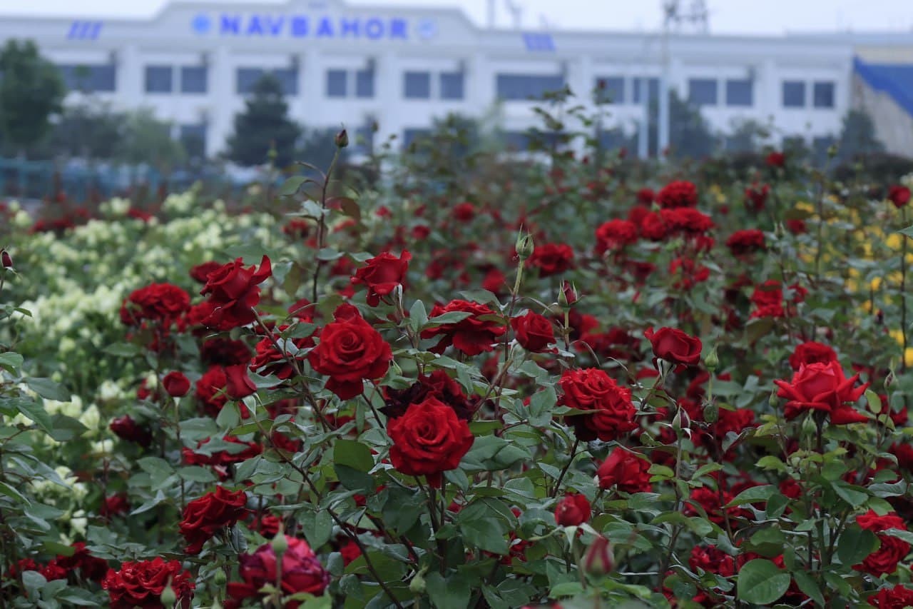 Namanganda 64-xalqaro gullar festivali bir oydan ortiq davom etadi