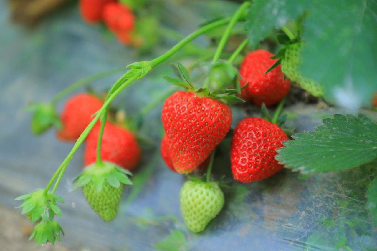 Qulupnay — Uchqo‘rg‘onning tashrif qog‘ozi