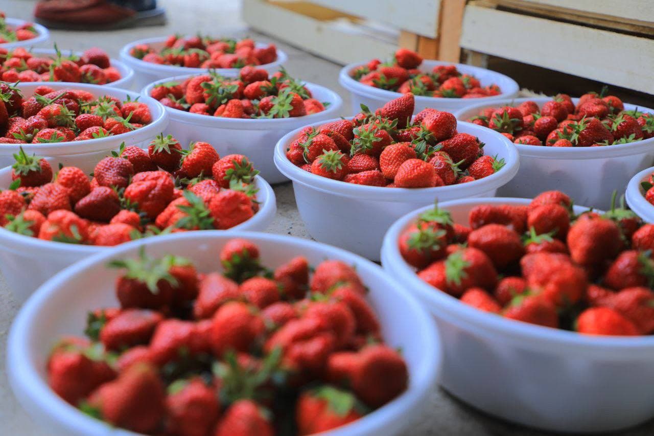 Qulupnay — Uchqo‘rg‘onning tashrif qog‘ozi