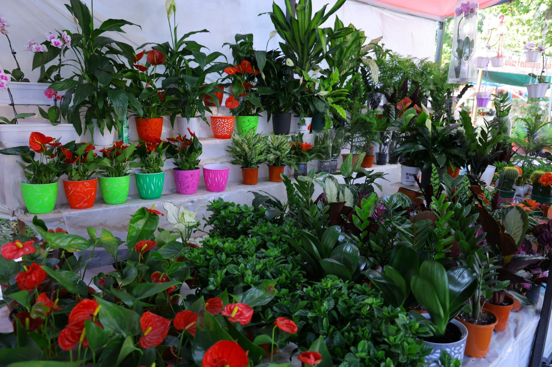 Халқаро "Гуллар фестивали" давом этмоқда, гулчиларнинг даромади ҳам ортмоқда