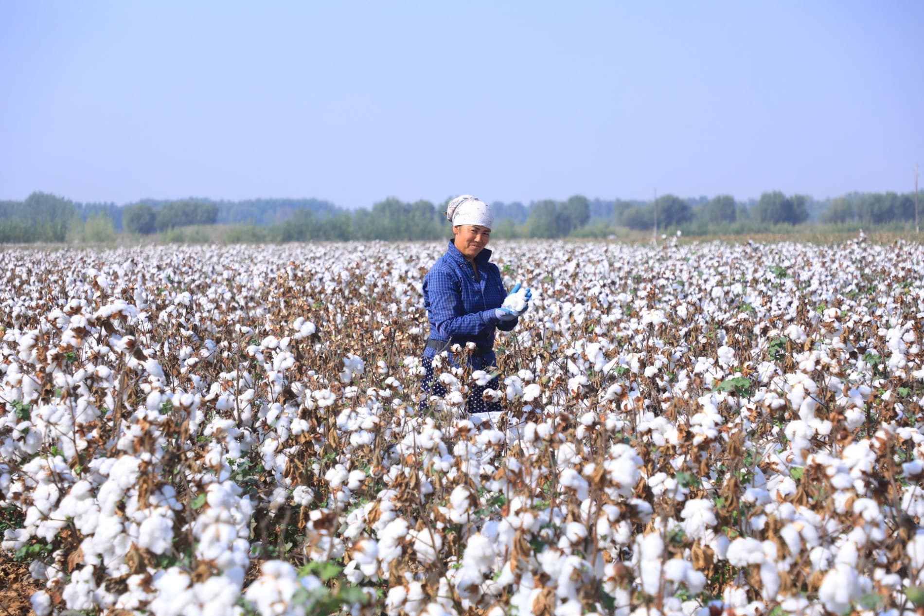 Мингбулоқда пахта йиғим-терими жараёнлари ўрганилди