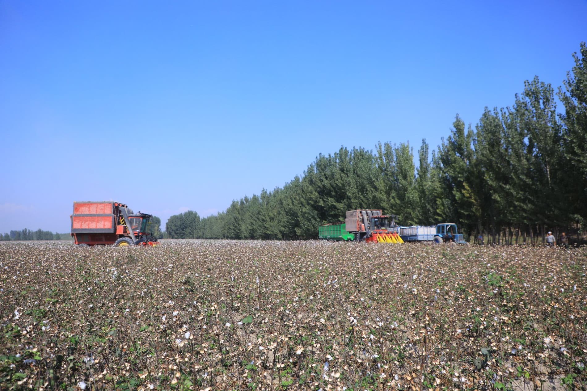 Мингбулоқда пахта йиғим-терими жараёнлари ўрганилди