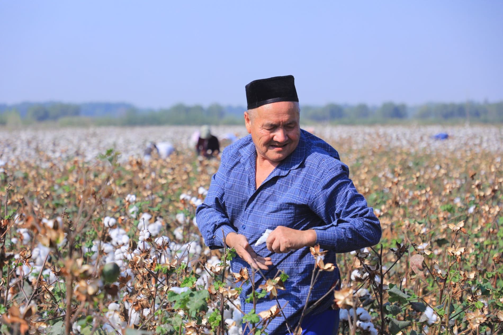 Мингбулоқда пахта йиғим-терими жараёнлари ўрганилди