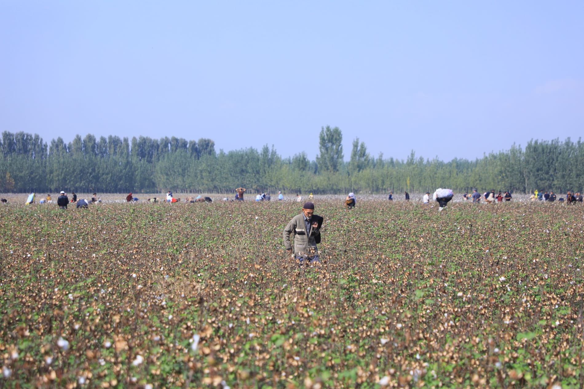 Мингбулоқда пахта йиғим-терими жараёнлари ўрганилди
