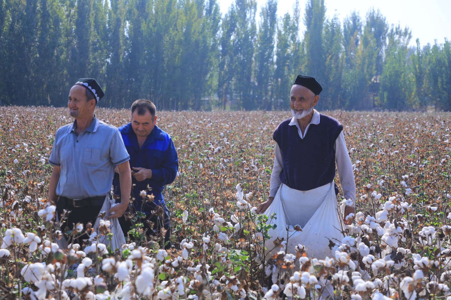 Мингбулоқда пахта йиғим-терими жараёнлари ўрганилди