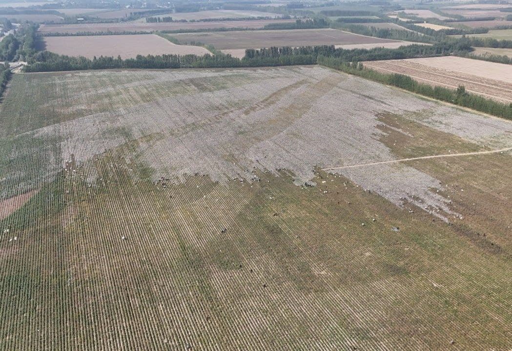 Мингбулоқда пахта йиғим-терими жараёнлари ўрганилди