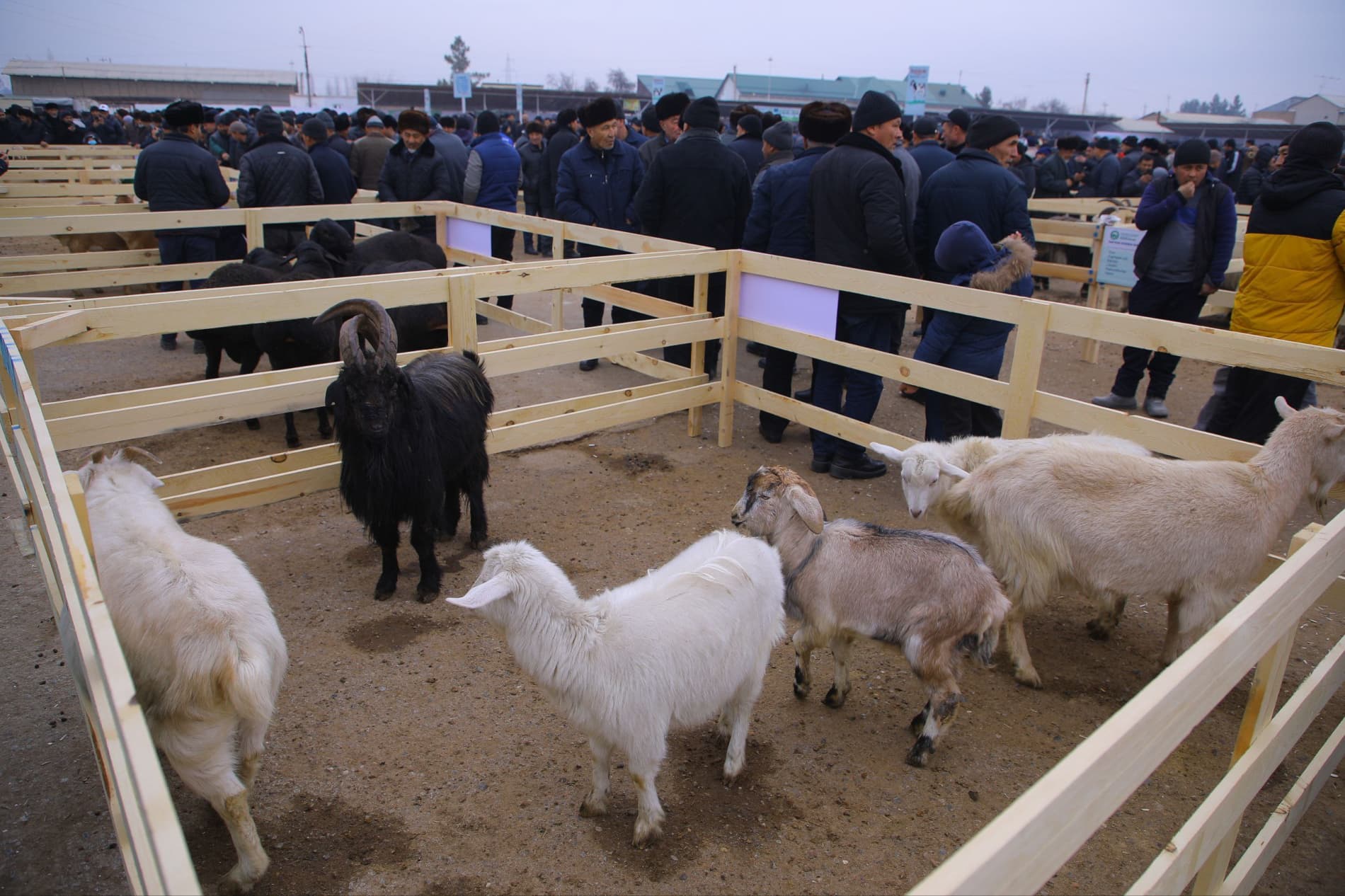 NAMANGANDA III XALQARO “ZOTDOR HAYVONLARI VA PARRANDALARI” KO‘RGAZMASI O‘TKAZILADI