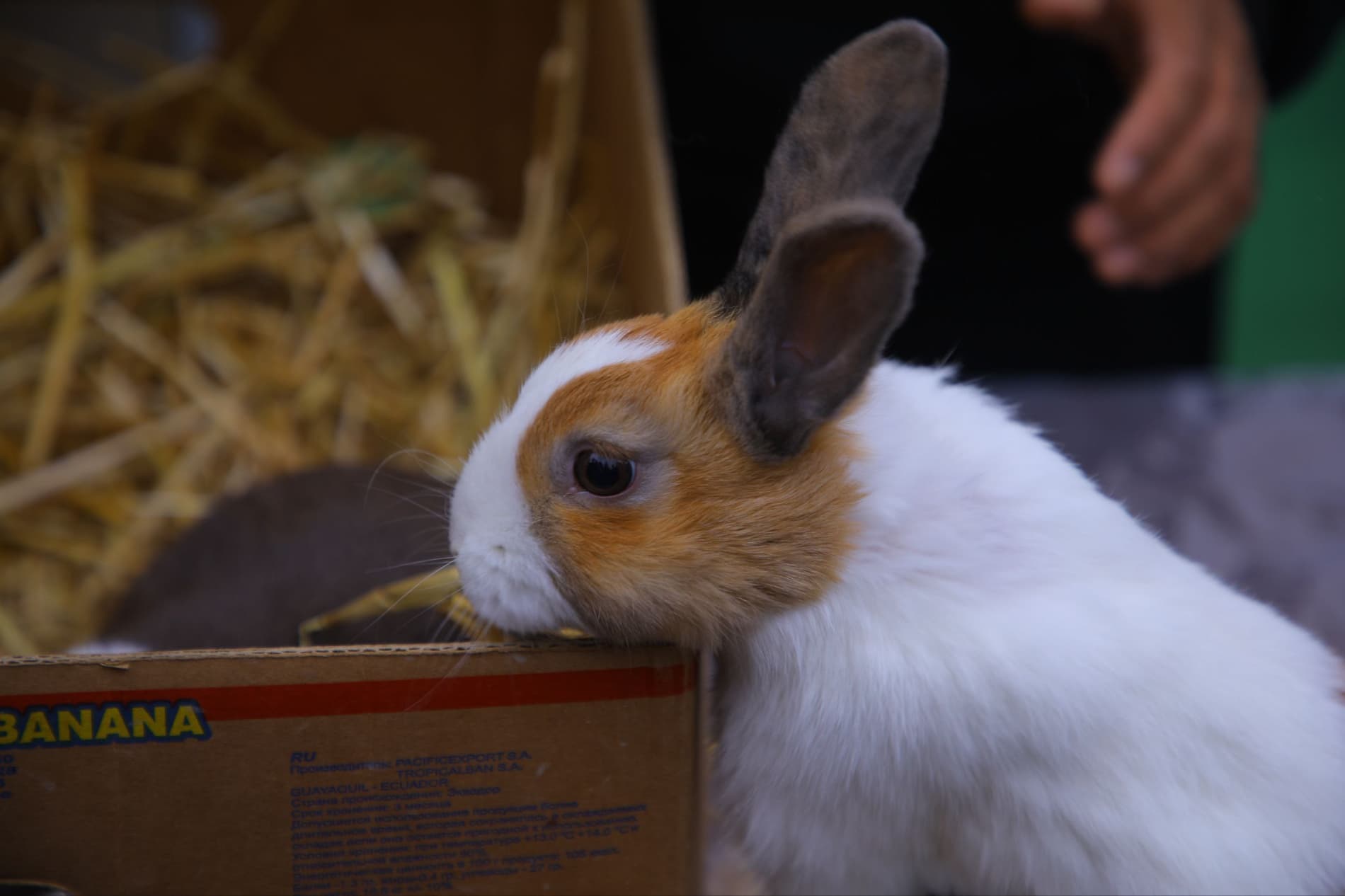 НАМАНГАНДА ИИИ ХАЛҚАРО “ЗОТДОР ҲАЙВОНЛАРИ ВА ПАРРАНДАЛАРИ” КЎРГАЗМАСИ ЎТКАЗИЛАДИ