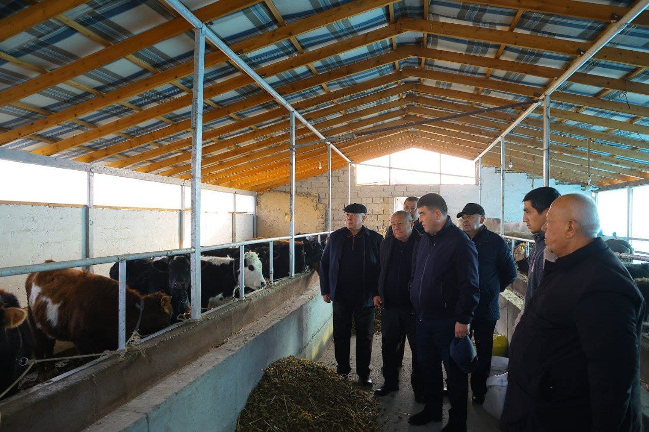 Chortoq tumanida oziq-ovqat xavfsizligini taʼminlashda chorvachilik salohiyati kengaytirilmoqda