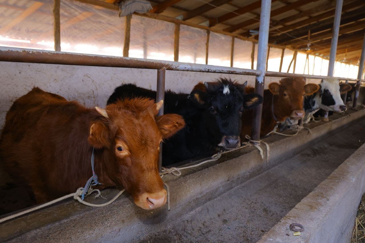 Chortoq tumanida oziq-ovqat xavfsizligini taʼminlashda chorvachilik salohiyati kengaytirilmoqda