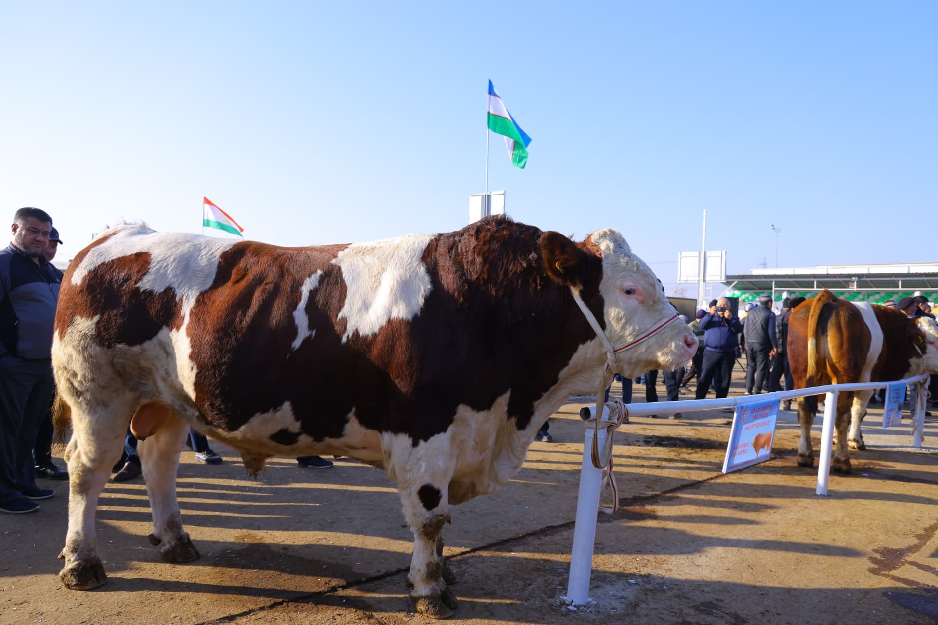 «III Namangan xalqaro zotdor chorva hayvonlari va parrandalar koʻrgazmasi» barchada katta qiziqish uygʻotmoqda