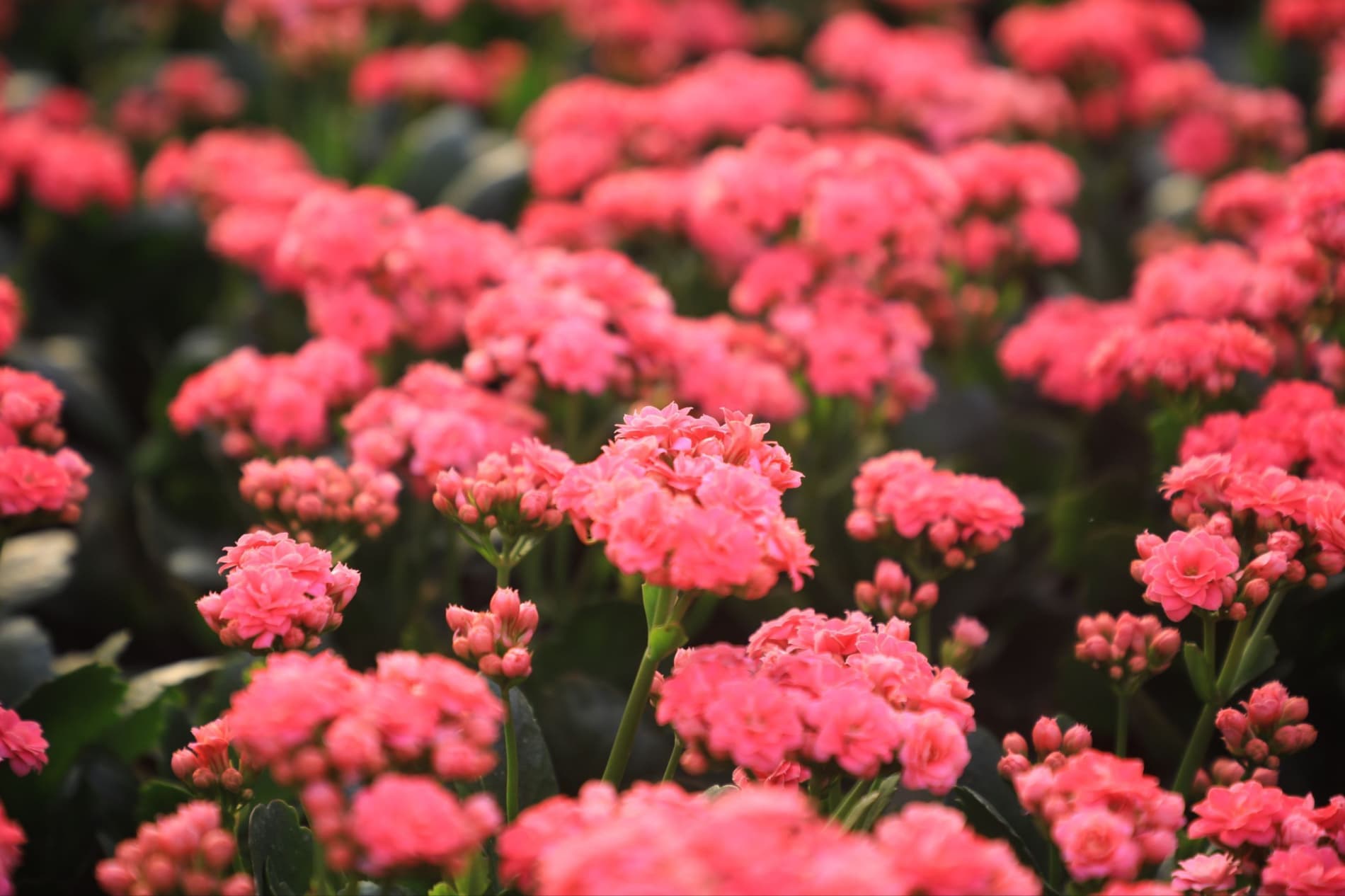 Цветоводы готовятся к юбилейному международному фестивалю