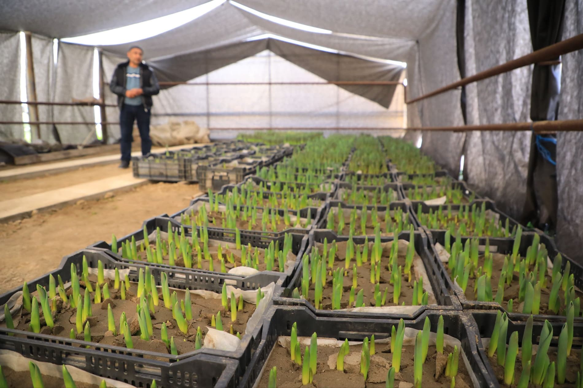 Цветоводы готовятся к юбилейному международному фестивалю