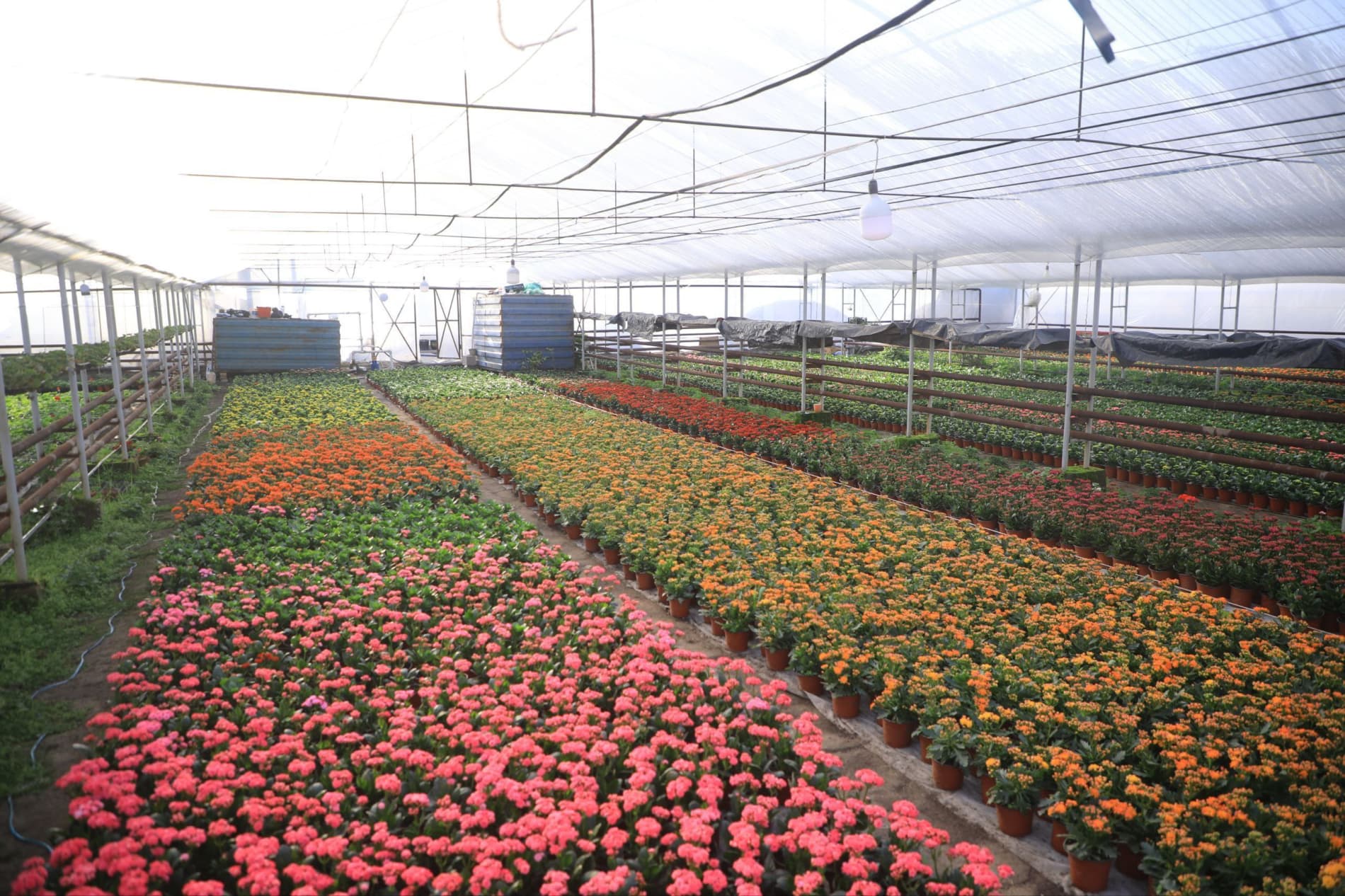 Цветоводы готовятся к юбилейному международному фестивалю