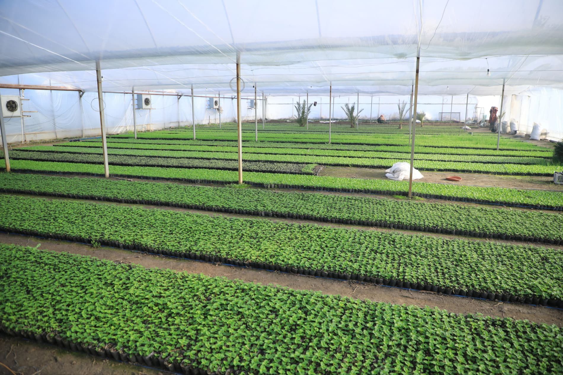 Цветоводы готовятся к юбилейному международному фестивалю