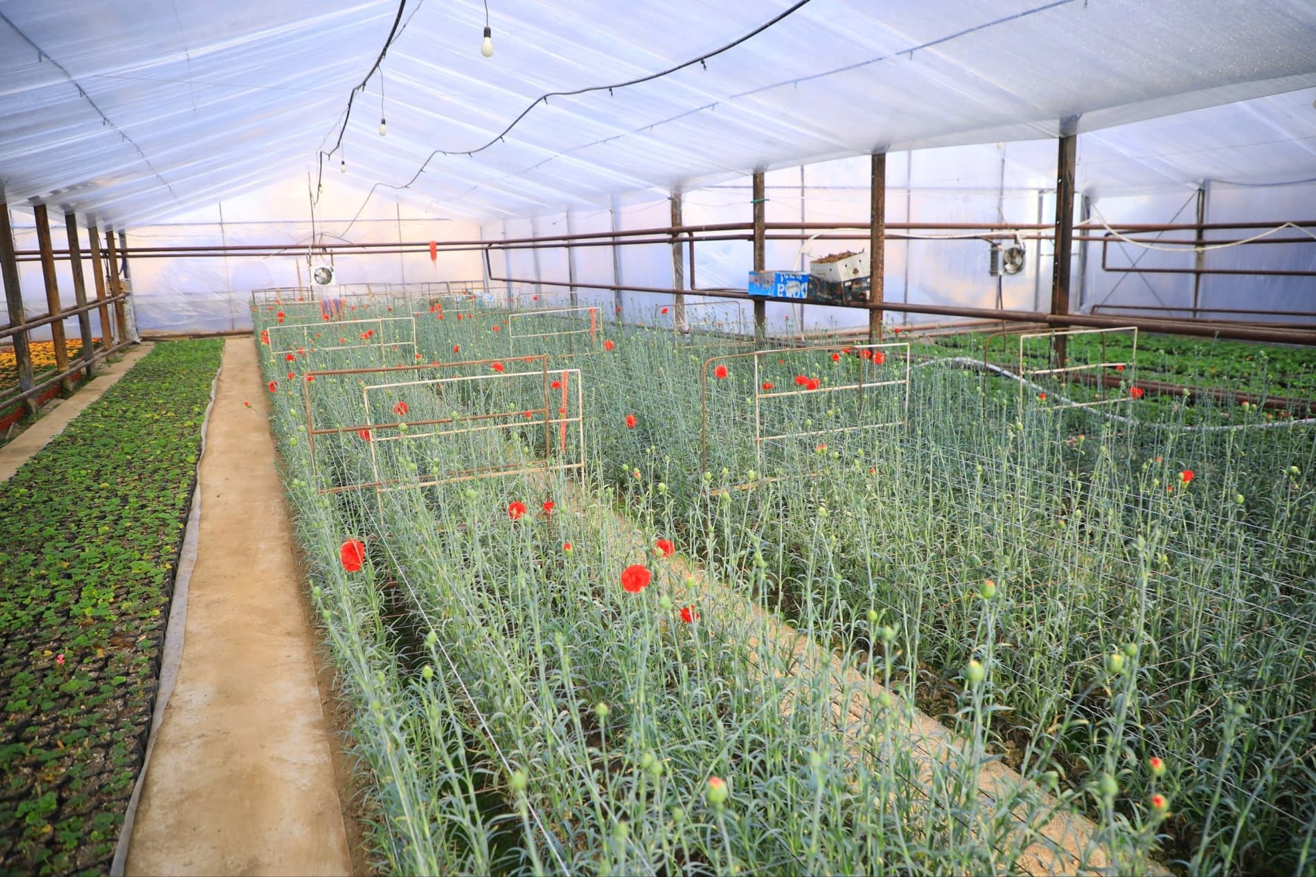 Цветоводы готовятся к юбилейному международному фестивалю