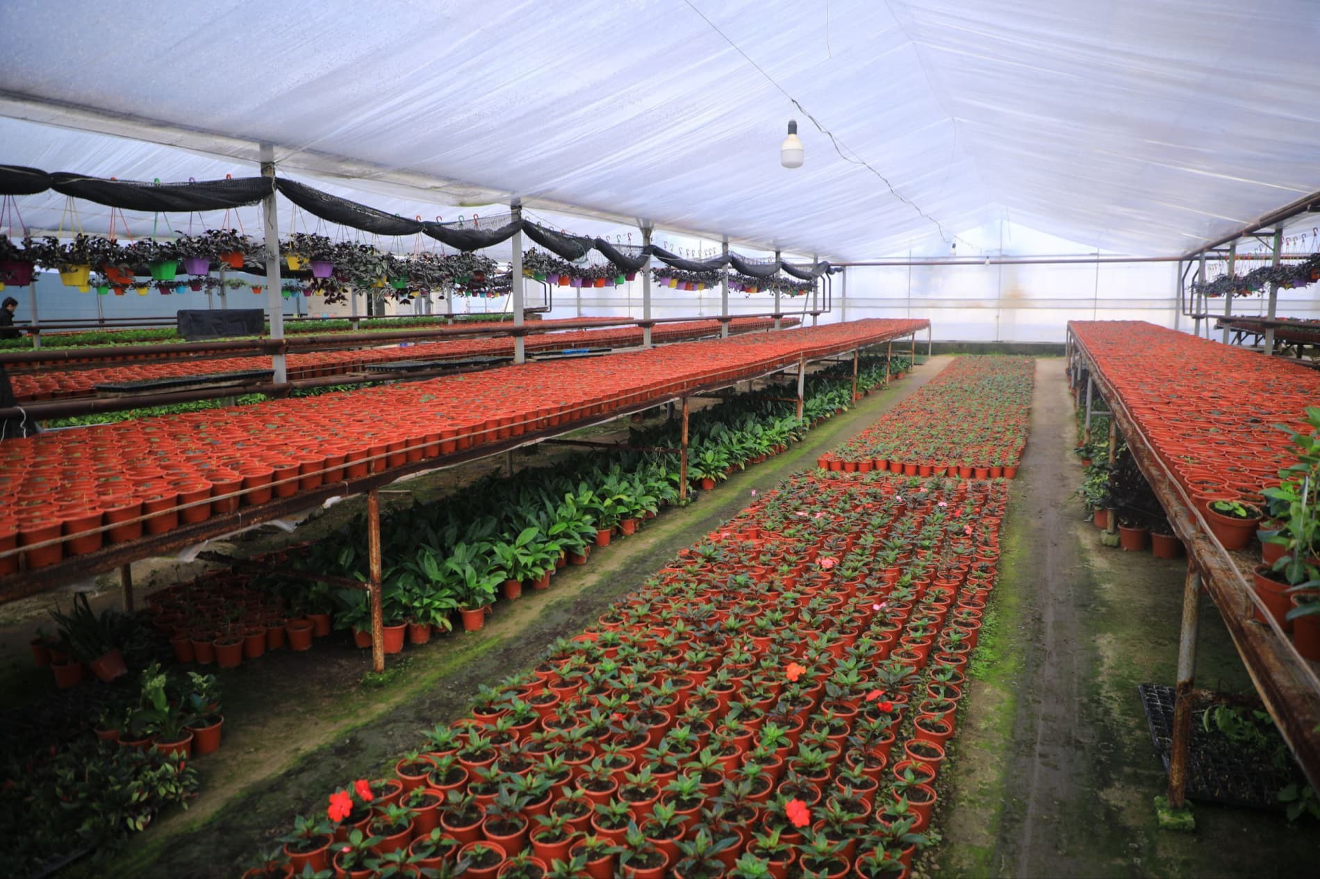 Цветоводы готовятся к юбилейному международному фестивалю