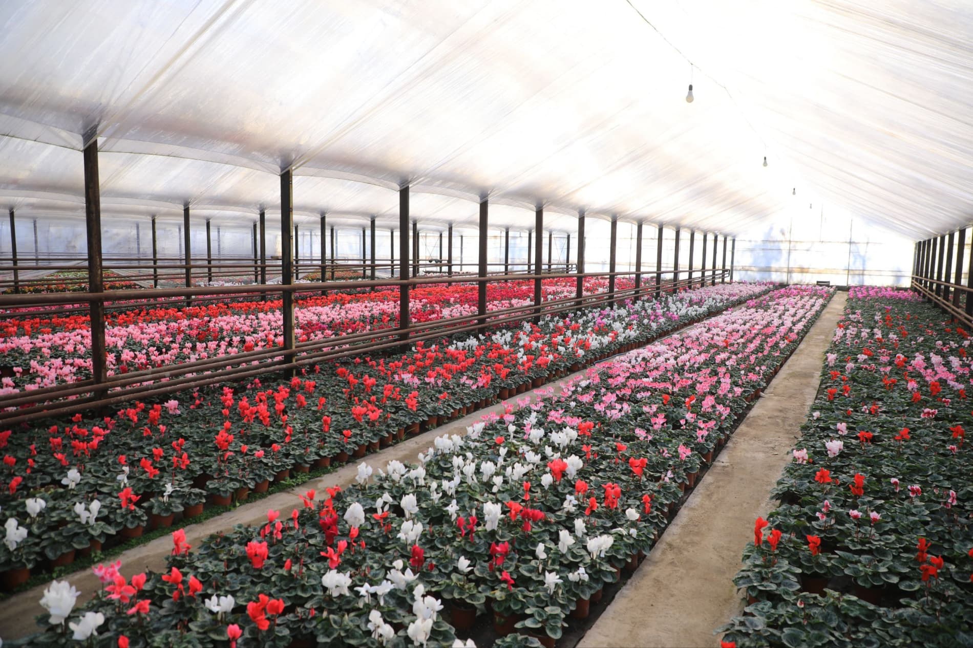 Цветоводы готовятся к юбилейному международному фестивалю