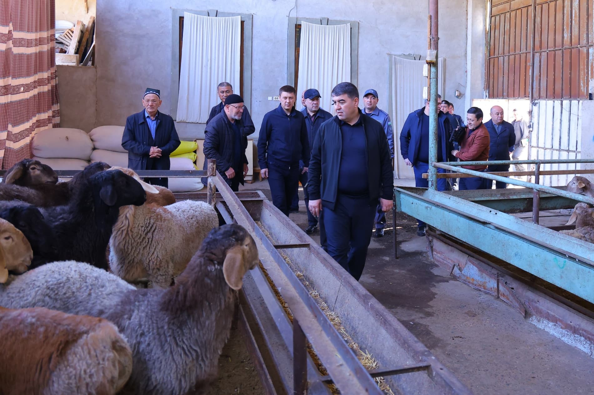 Хонадонда қўйчилик: қизиқиш ортидан даромад топаётган тадбиркор