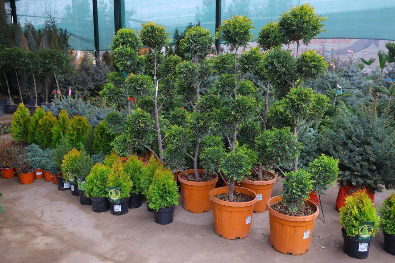 65-халқаро "Гуллар фестивали" маҳаллалардан бошланади