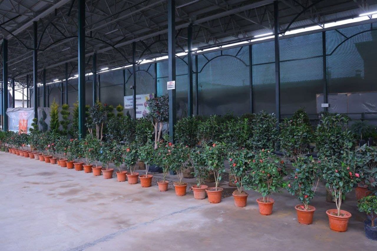 65-халқаро "Гуллар фестивали" маҳаллалардан бошланади