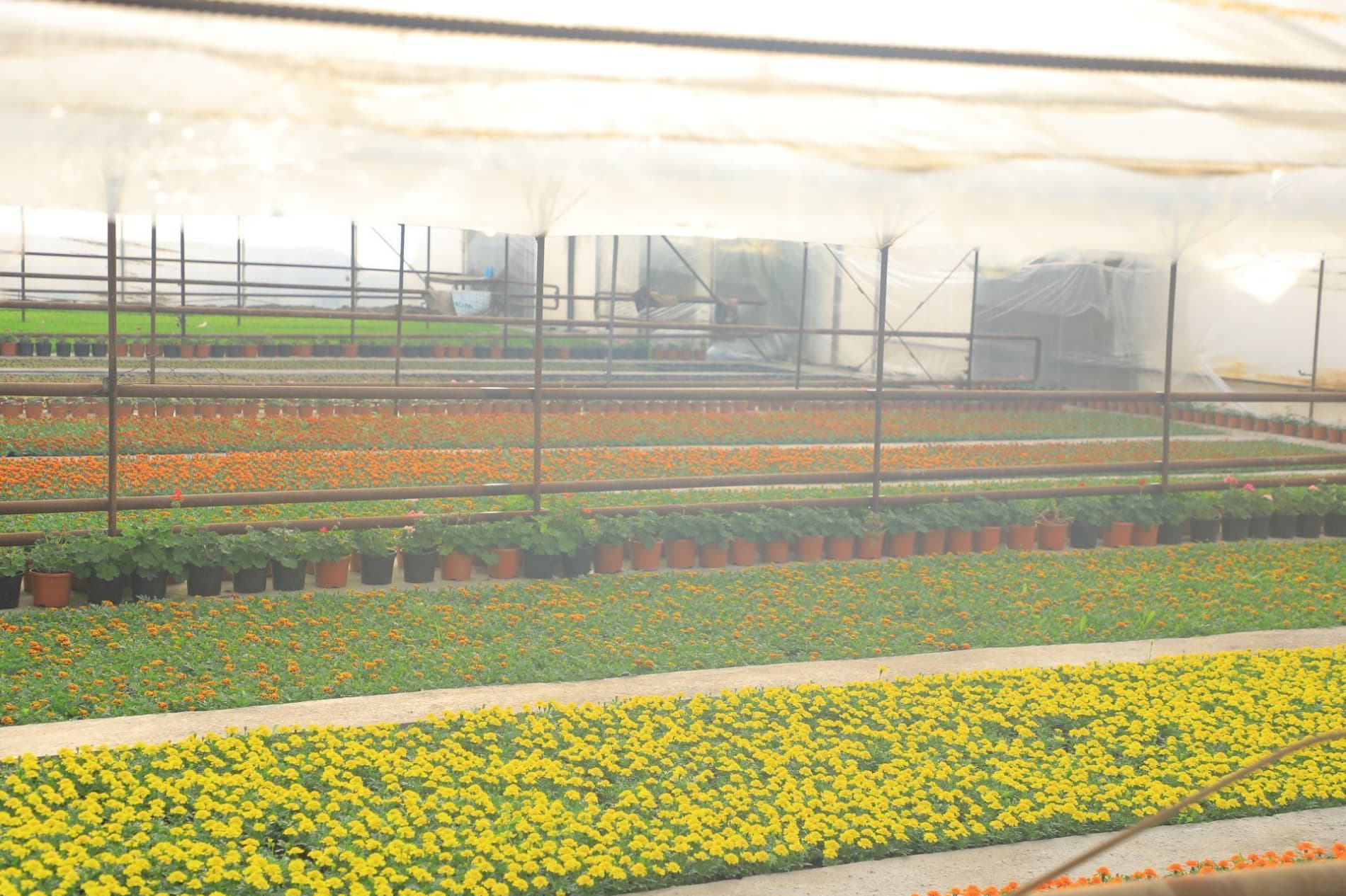 65-халқаро "Гуллар фестивали" маҳаллалардан бошланади