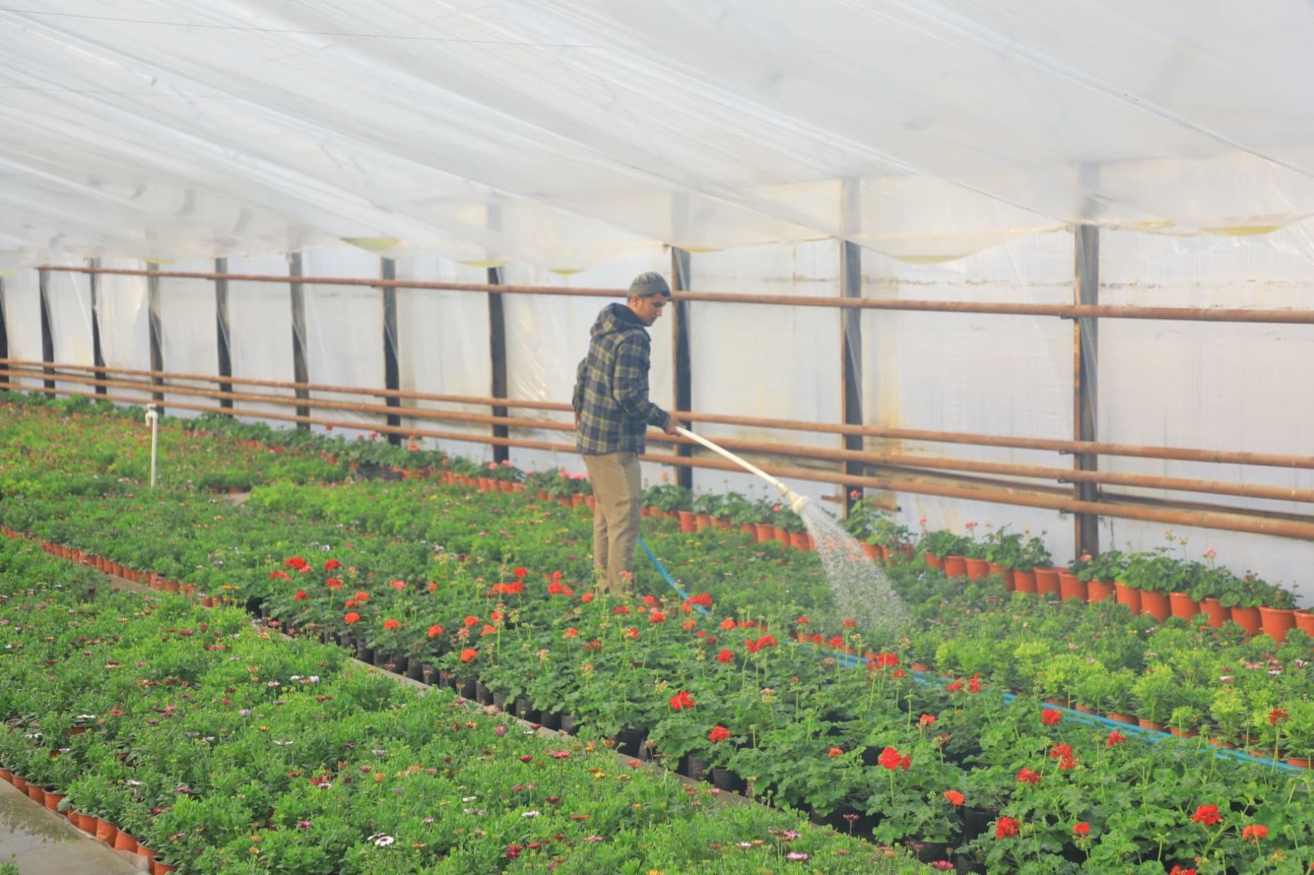 65-халқаро "Гуллар фестивали" маҳаллалардан бошланади